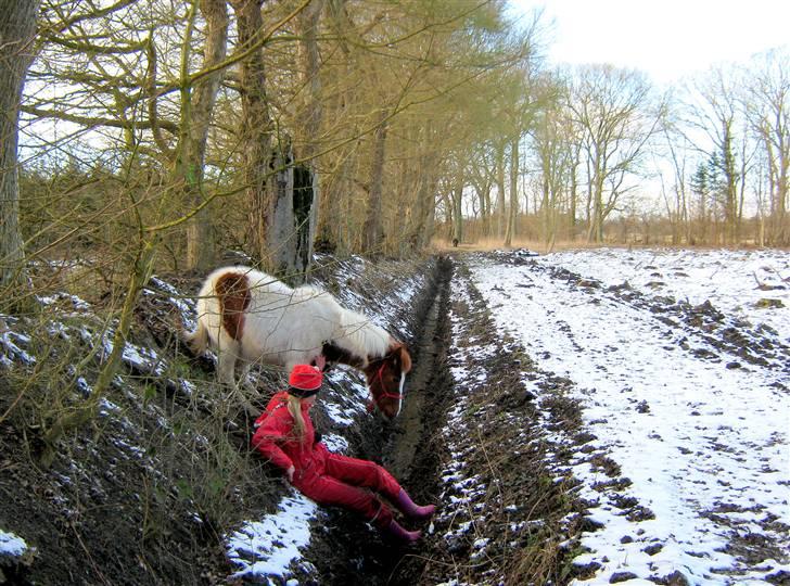Pinto Prins Sylwester Nyberg hingst billede 9