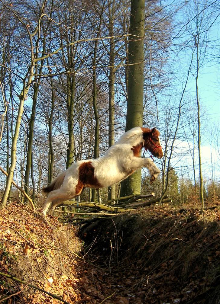 Pinto Prins Sylwester Nyberg hingst billede 10