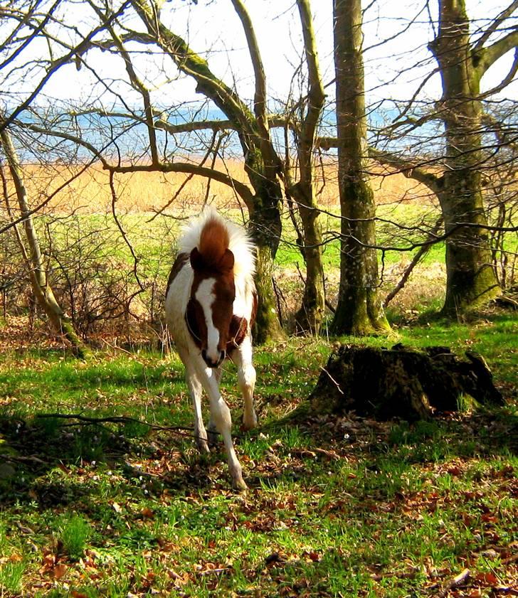 Pinto Prins Sylwester Nyberg hingst billede 11