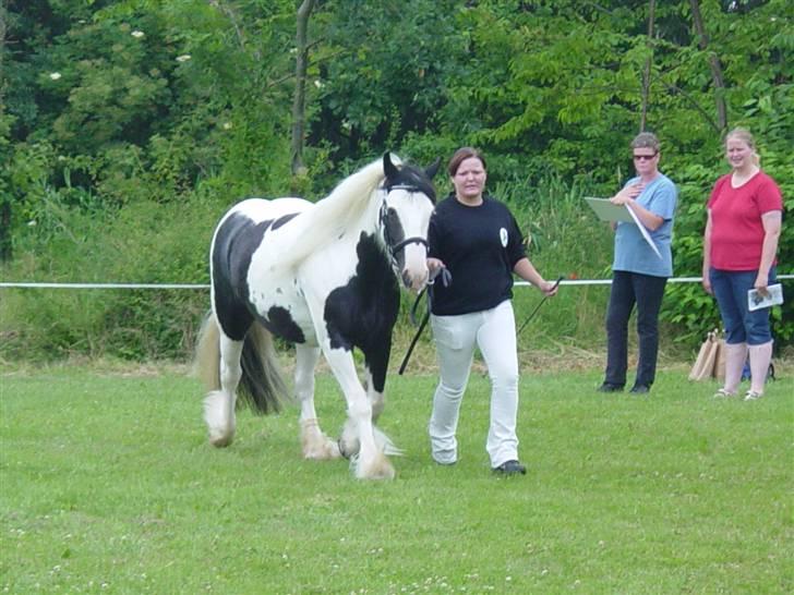 Tinker Julie R.I.P.  - Fløjhoppe med 23 point og vi blev mester mønstrer <3 pokal, ærespræmier og 4 rosetter  billede 12