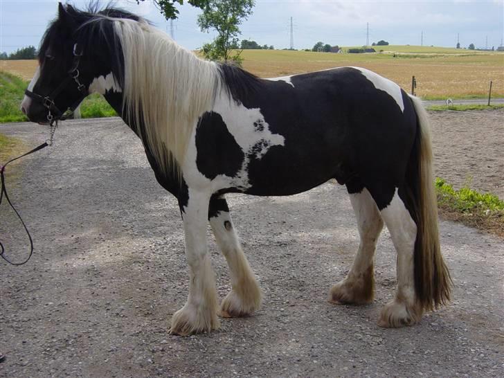 Tinker Brinkehøjens Hercules billede 17