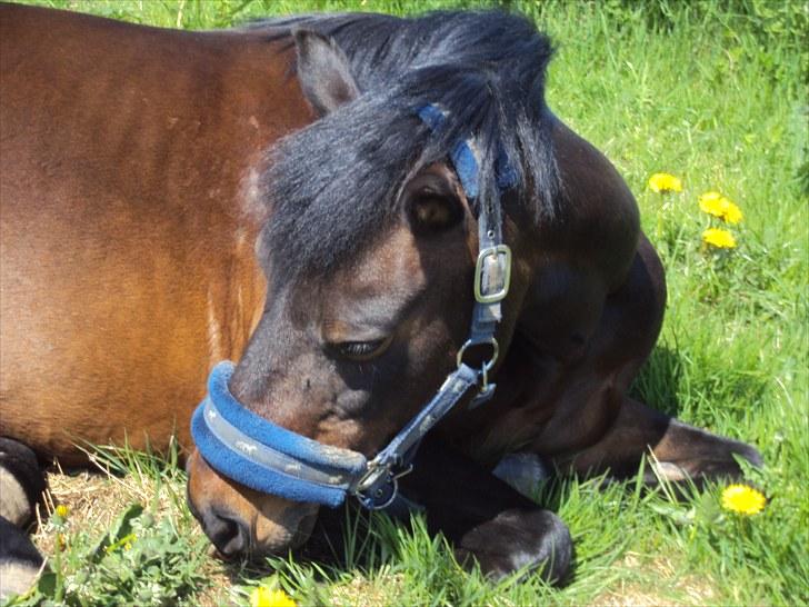 Anden særlig race Star Girl - Er jeg ikke bare smuk? billede 8