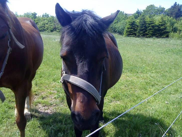 Anden særlig race Star Girl - Star Girl på græs igen! billede 9