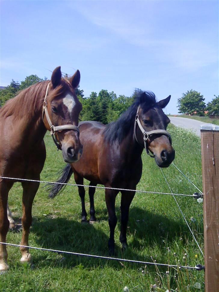 Anden særlig race Star Girl - Og sammen med Magic Unit hendes fold kammerat <3333! billede 10