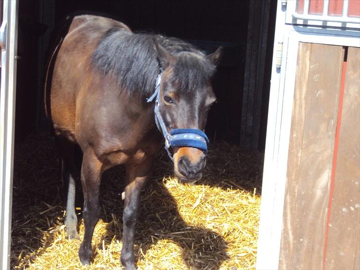 Anden særlig race Star Girl - Star Girl på fold...Hygge! billede 11