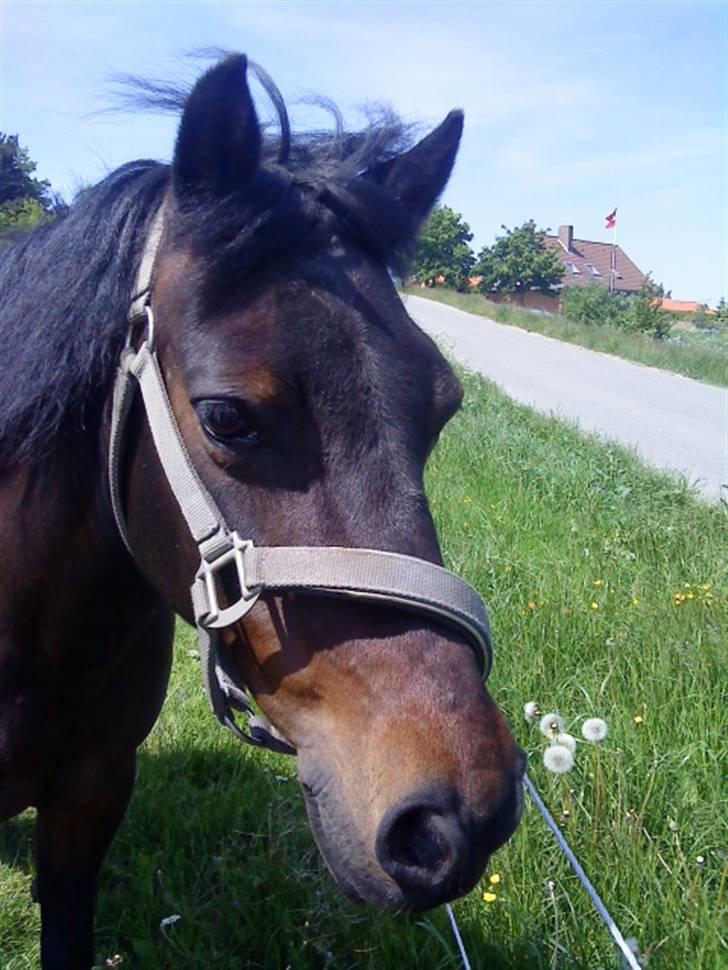 Anden særlig race Star Girl - Star Girl sommer 2009 <3 billede 14