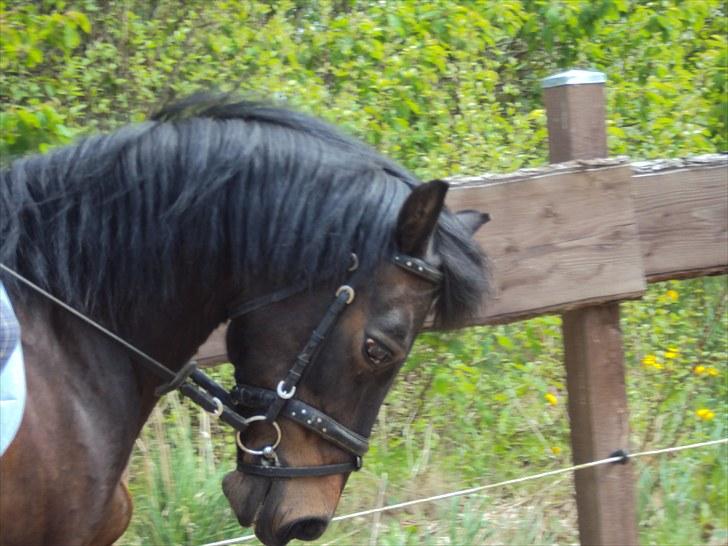 Anden særlig race Star Girl - Hvor kan tøzzen bare gå sååh flot når hun virkelig vil!<33 billede 15