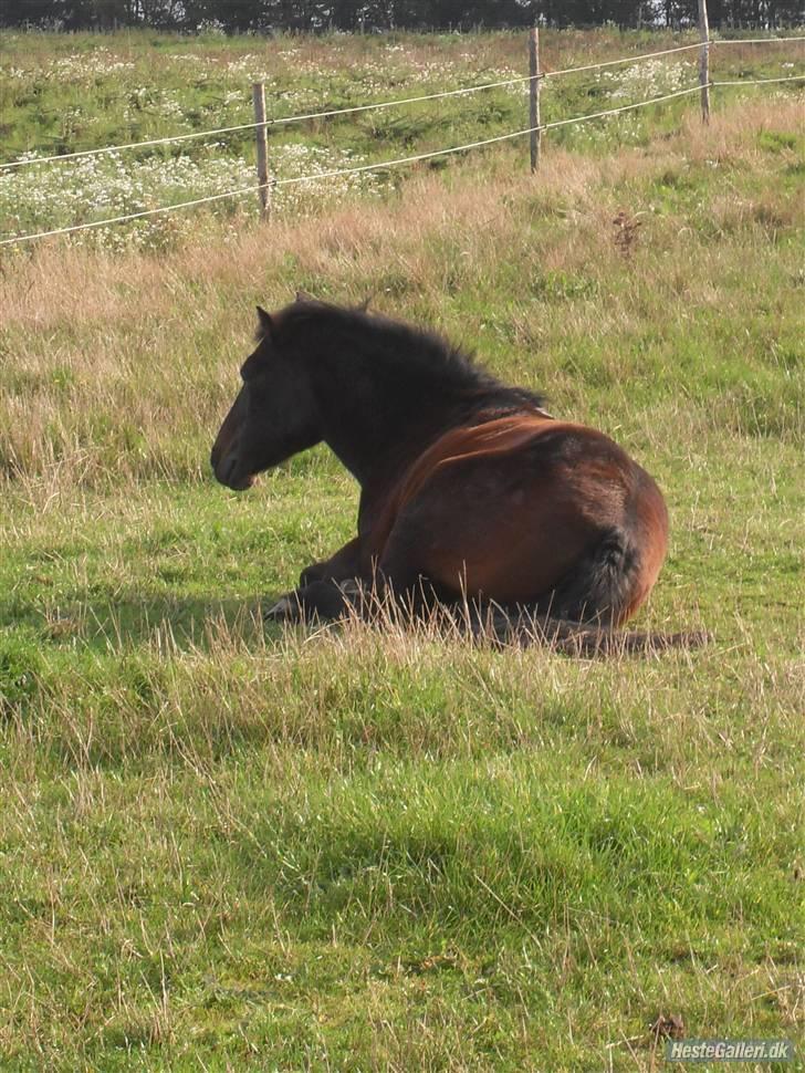 Anden særlig race Star Girl - Tager lige en eftermiddags lur :) Billede taget af Mette Eriksen billede 16