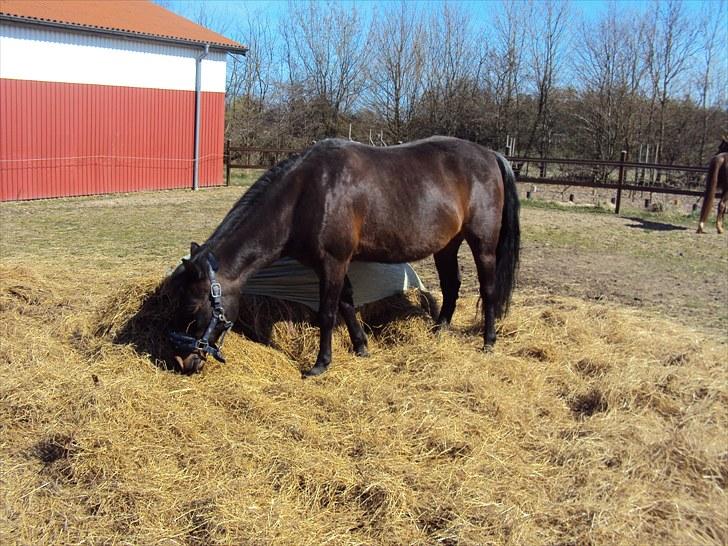 Anden særlig race Star Girl - Smukke ´Star´ står ude på folden.. ;) billede 17