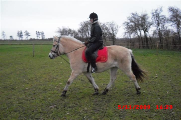Fjordhest Freja (Smukke) Solgt! - på vores ridebane der hjemme  billede 12