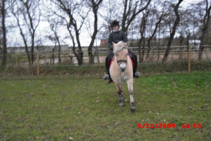 Fjordhest Freja (Smukke) Solgt! - mega dårlig ride time den dag :( billede 13
