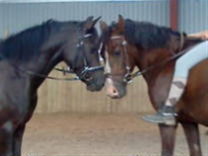 New Forest  Elmholts Heketa - Lady & Heketa<3 billede 13