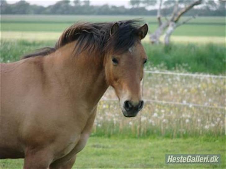Anden særlig race Paya billede 18