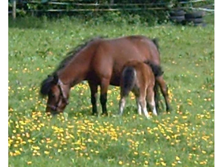 {{currentPhoto.altText}} billede {{currentPhoto.number}}