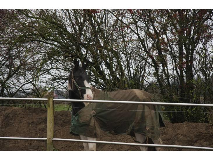 {{currentPhoto.altText}} billede {{currentPhoto.number}}