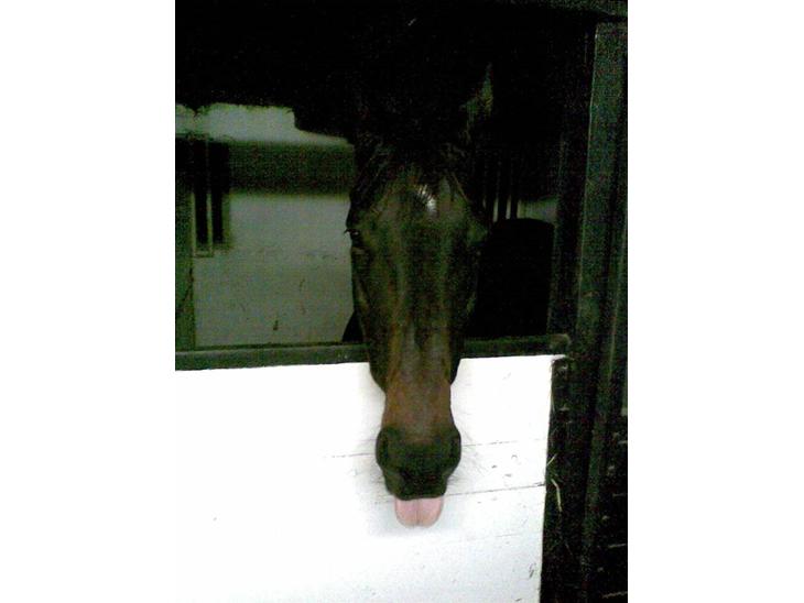 {{currentPhoto.altText}} billede {{currentPhoto.number}}