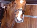 Dansk Varmblod C-Mol *R.I.P*