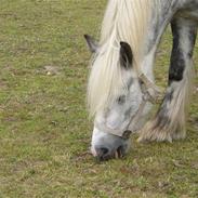 Irish Cob Liffey ( Gammel Part:'( )