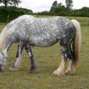 Irish Cob Liffey ( Gammel Part:'( )