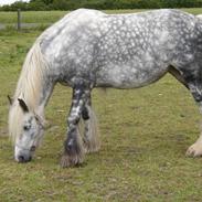 Irish Cob Liffey ( Gammel Part:'( )