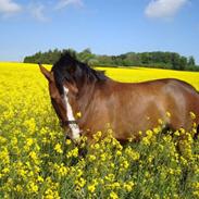 Dansk Varmblod storgårdens Ravenna