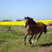 Dansk Varmblod storgårdens Ravenna