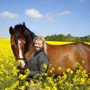 Dansk Varmblod storgårdens Ravenna