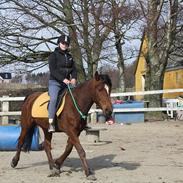 Welsh Cob (sec D) Rambo.