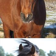 Welsh Cob (sec D) Rambo.
