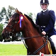 Welsh Cob (sec D) Rambo.