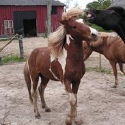 Islænder Fáni fra Skelgaarden