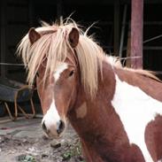 Islænder Fáni fra Skelgaarden