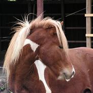 Islænder Fáni fra Skelgaarden