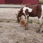 Islænder Fáni fra Skelgaarden