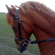 Anden særlig race - VEJGAARS LUCA<3 solgt til Sverige