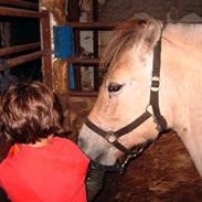 Fjordhest Bastian 