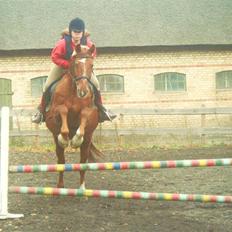 Frederiksborg Romeo bakkely (Thor)