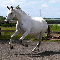 Lusitano Querida
