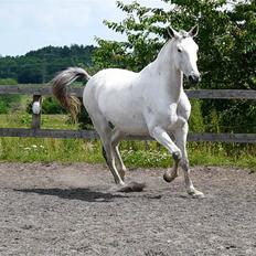 Lusitano Querida