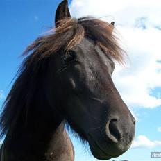 Shetlænder Magnum<3 ,