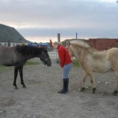 New Forest Saxenhøj's Joakim