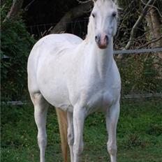 Welsh Pony (sec B) Lintelo Gratitude  (SOLGT)