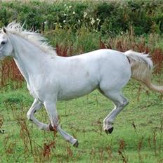 Welsh Pony (sec B) Lintelo Gratitude  (SOLGT)