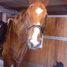 Dansk Varmblod C-Mol *R.I.P* 