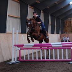 Dansk Varmblod C-Mol *R.I.P* 