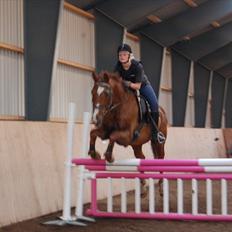 Dansk Varmblod C-Mol *R.I.P* 