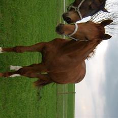 Dansk Varmblod Rocio