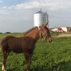 Dansk Varmblod Rocio