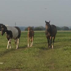 Dansk Varmblod Rocio