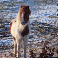 Islænder Raudskjona fra sortenborg